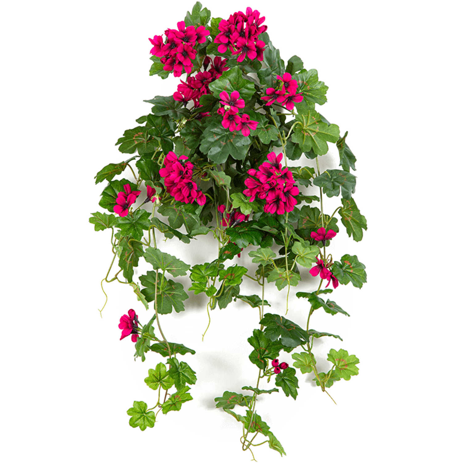 Geranie | Schnelle Lieferung | Fleurdirect - www.fleurdirect.com