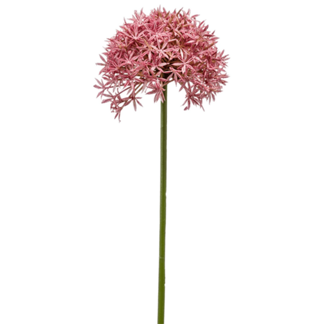 Allium Schnelle Lieferung Fleurdirect