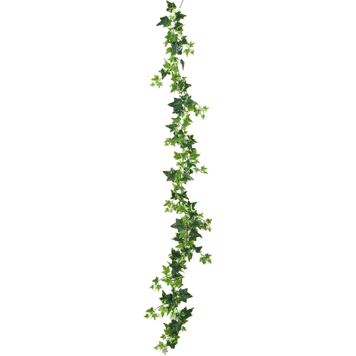 Efeu | Schnelle Lieferung | Fleurdirect - www.fleurdirect.com