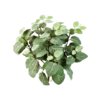 Fittonia Kunstpflanze