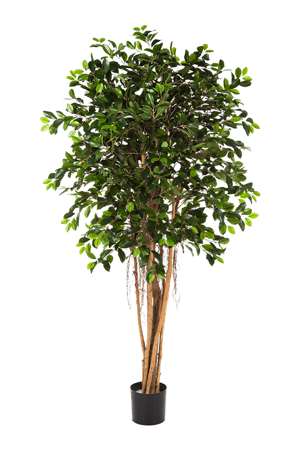 Ficus Retusa Kunstpflanze