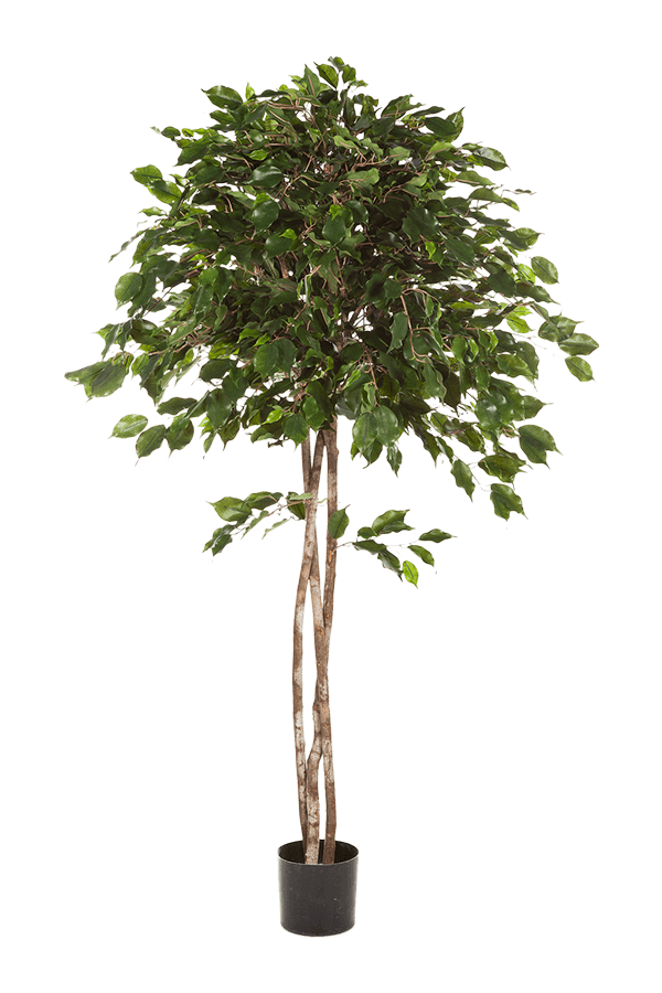 Ficus Exotica Kunstpflanze