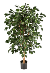 Ficus Nitida Exotica Kunstpflanze