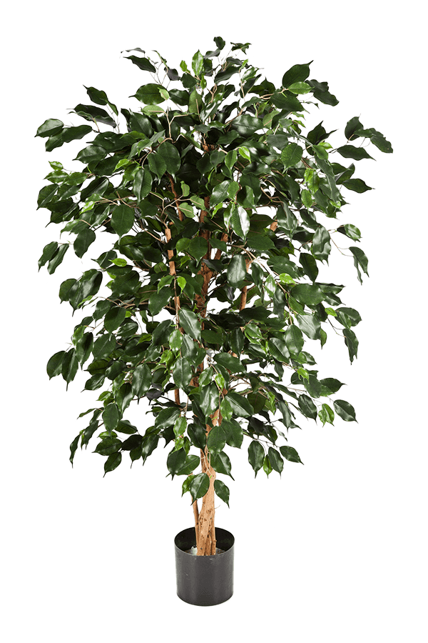 Ficus Nitida Exotica Kunstpflanze