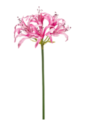 Nerine Kunstpflanze
