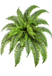 Nephrolepis Boston Kunstpflanze