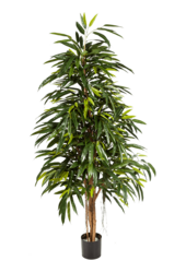 Ficus Longifolia Kunstpflanze