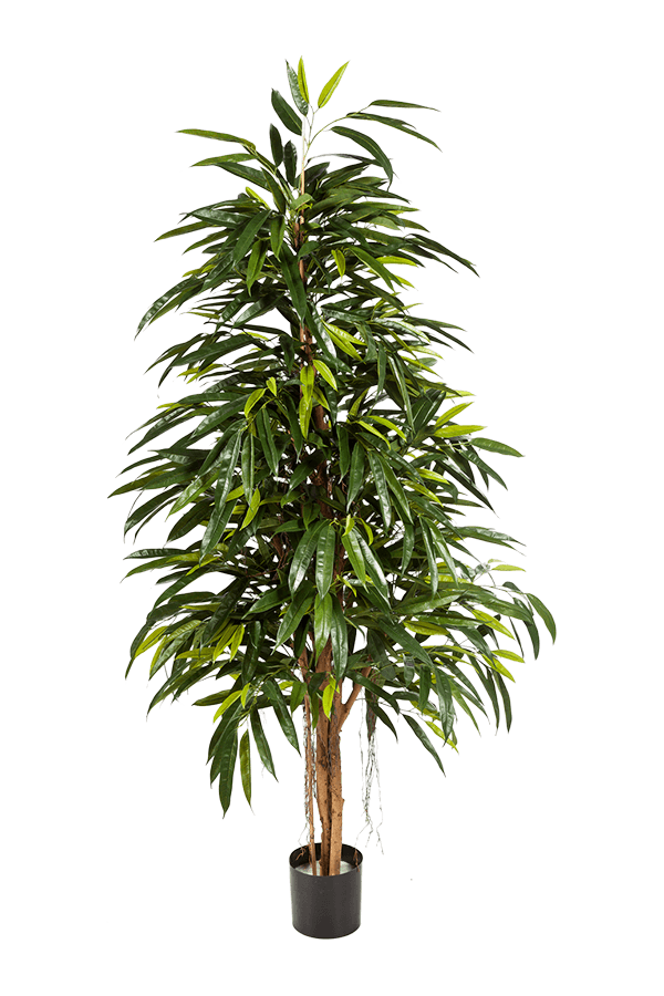 Ficus Longifolia Kunstpflanze