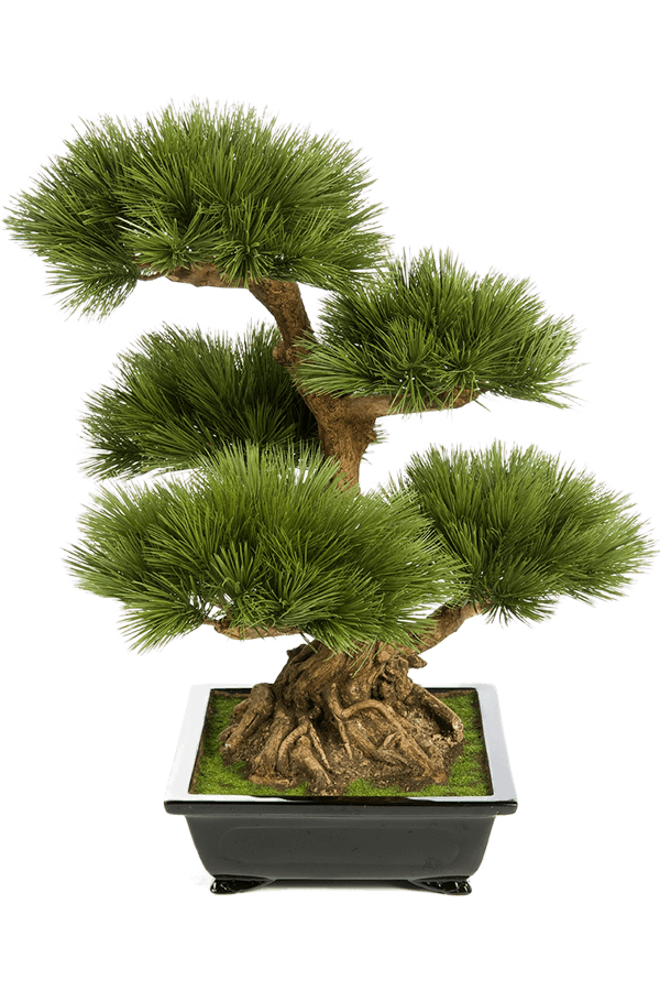 Pinus Kunstpflanze