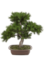 Pinus Kunstpflanze