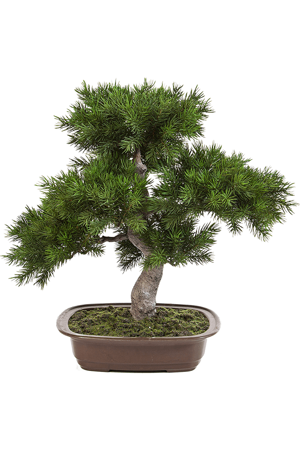 Pinus Kunstpflanze