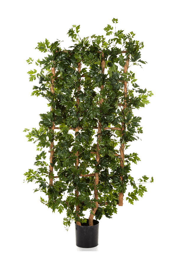 Cissus-Kunstpflanze