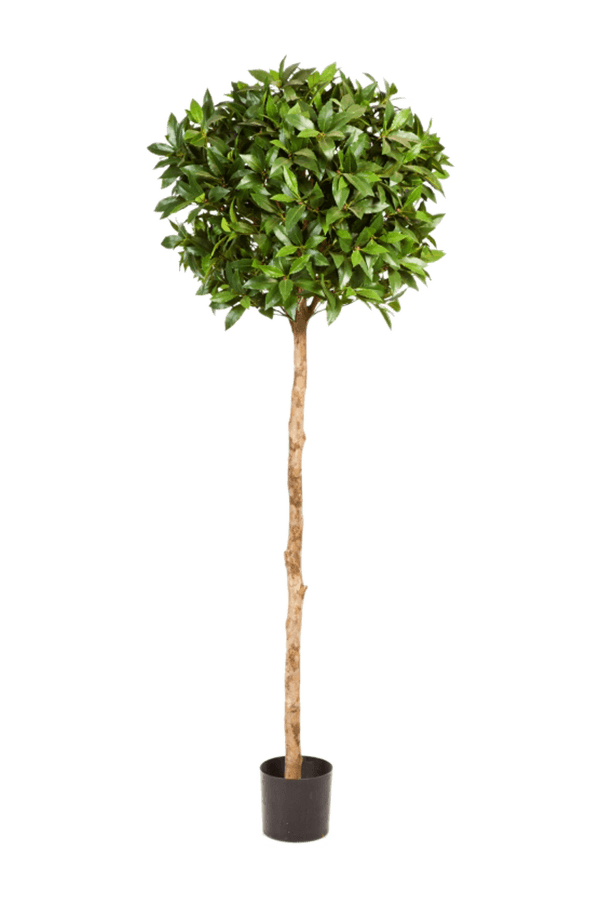 Laurus nobilis Kunstpflanze