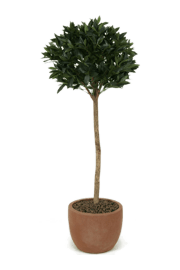 Laurus nobilis Kunstpflanze