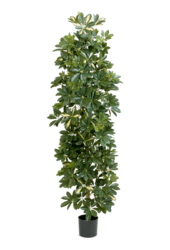 Schefflera Var. Kunstpflanze