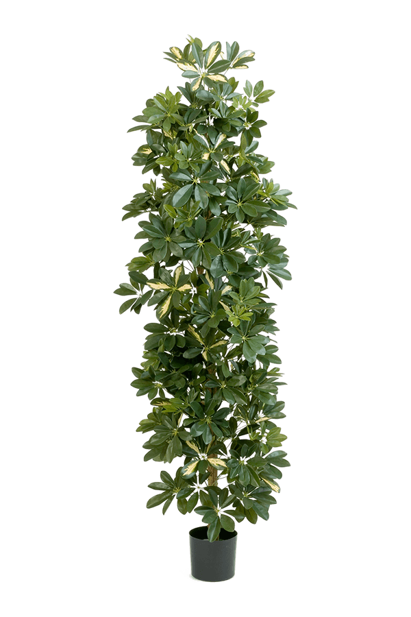 Schefflera Var. Kunstpflanze