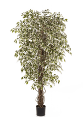 Ficus Hawaiian Liana Var. Kunstpflanze