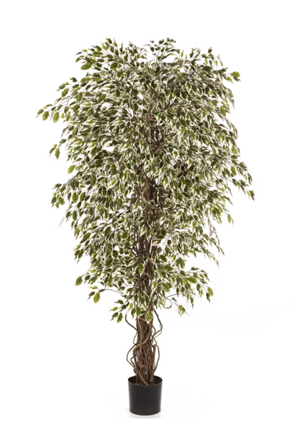 Ficus Hawaiian Liana Var. Kunstpflanze