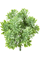 Dusty Miller Kunstpflanze