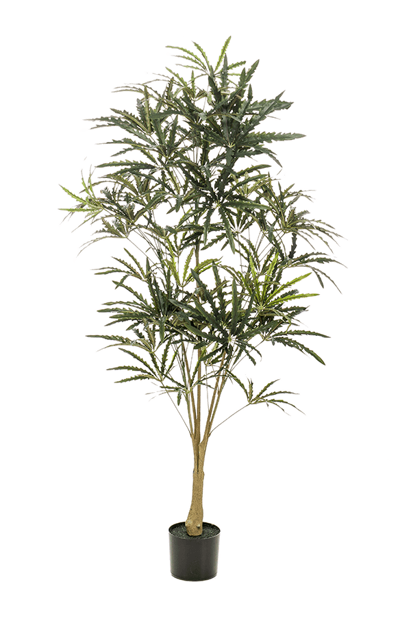 Plerandra Elegantissima Kunstpflanze
