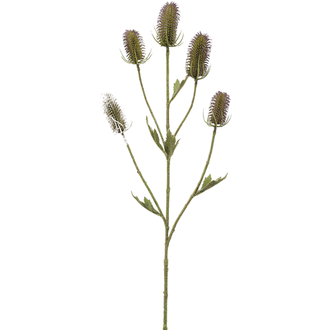 Dipsacus-Kunstpflanze