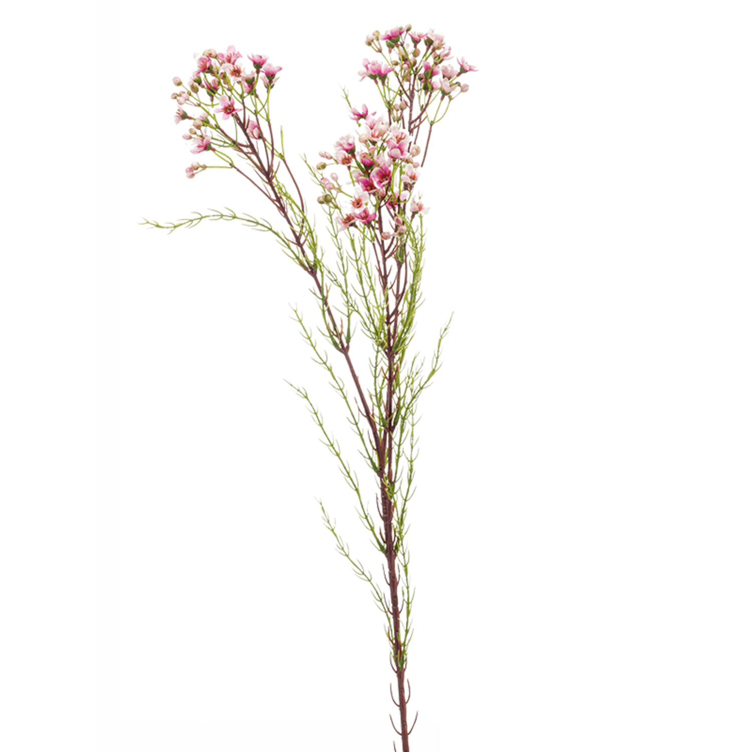 Wachsblumen | Schnelle Lieferung | Fleurdirect - www.fleurdirect.com