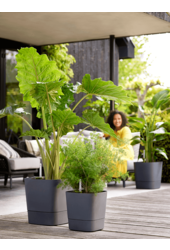 Greensense Aqua Care Square Holzkohle