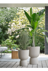 Pure® Coupe Ausgewogenes Beige
