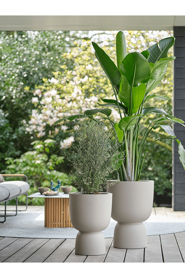 Pure® Coupe Ausgewogenes Beige