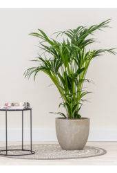 Baq Bio Tropfen Beige