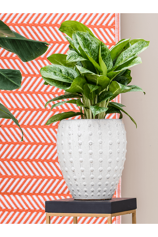 Laos Mini-Kaisercreme