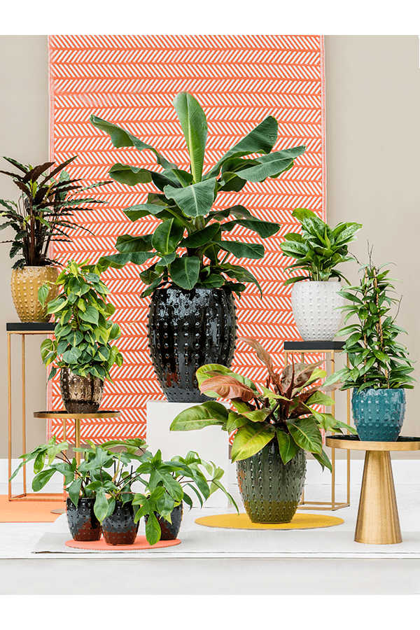 Laos Mini Emperor Schwarz