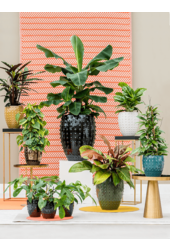 Laos Mini-Kaiser Gold