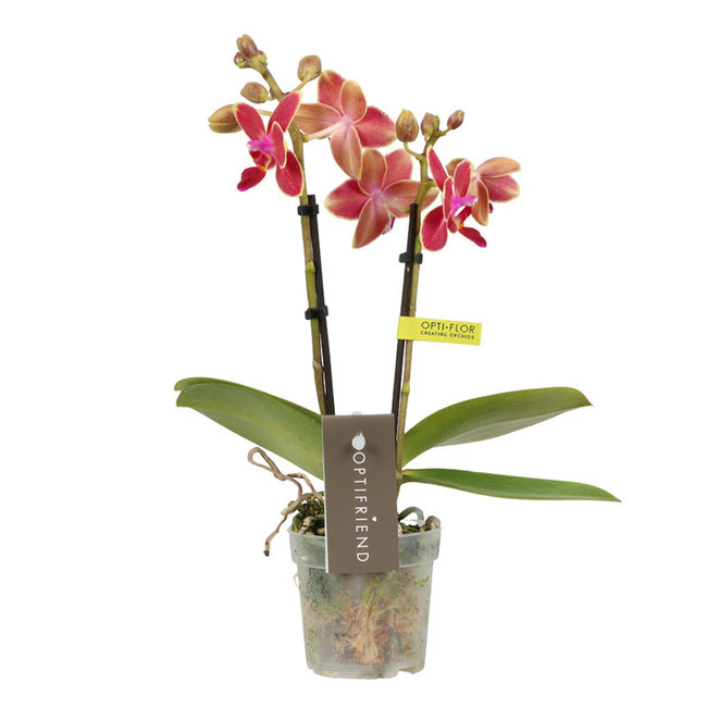 Phalaenopsis Optifriend Kyra