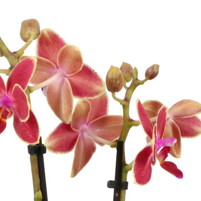 Phalaenopsis Optifriend Kyra