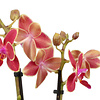 Phalaenopsis Optifriend Kyra Lazio weiß