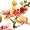 Phalaenopsis Optifriend Tess Lazio weiß