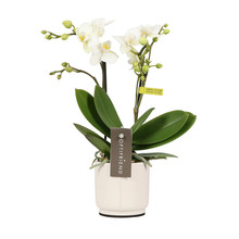 Phalaenopsis