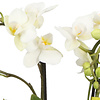 Phalaenopsis Optifriend Sandra Lazio weiß