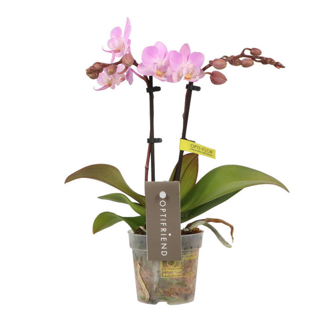 Phalaenopsis Optifriend Lieke