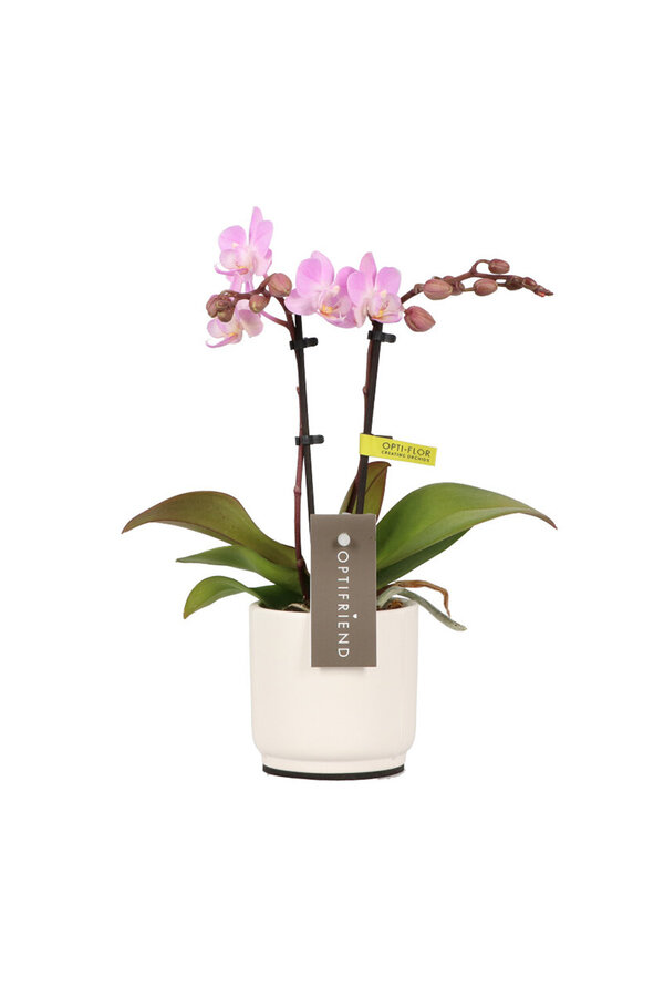 Phalaenopsis Optifriend Lieke Lazio weiß