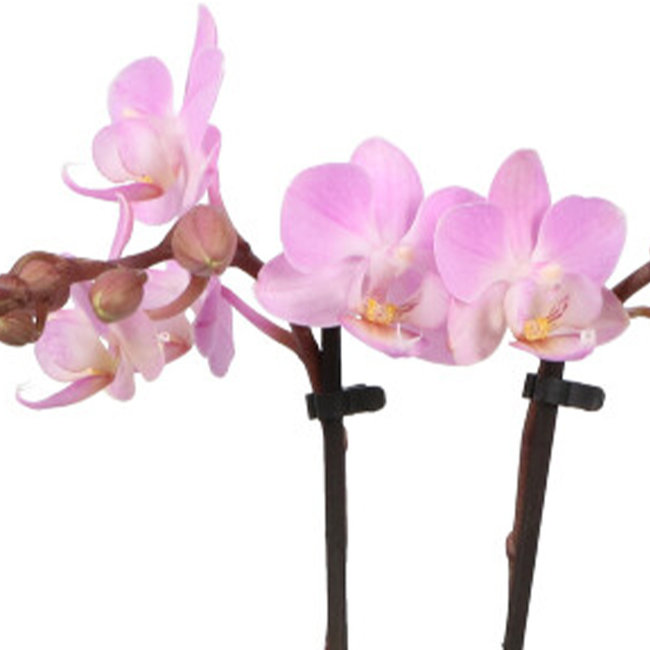 Phalaenopsis Optifriend Lieke Lazio weiß