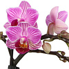 Phalaenopsis Optifriend Lotte