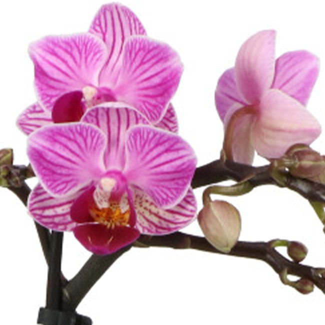 Phalaenopsis Optifriend Lotte Lazio weiß