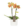 Phalaenopsis Optifriend Indy Toskana weiß