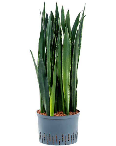 Wasserpflanze Sansevieria