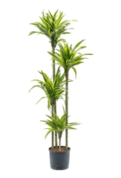 Wasserpflanze Dracaena Fragrans Zitrone-Limette