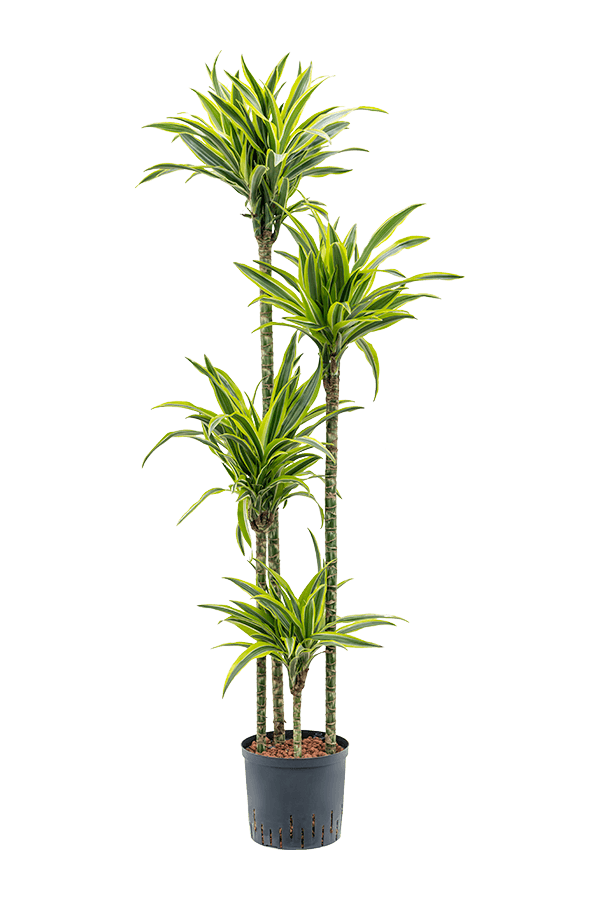 Wasserpflanze Dracaena Fragrans Zitrone-Limette