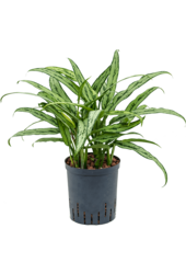 Wasserpflanze Aglaonema Cutlass