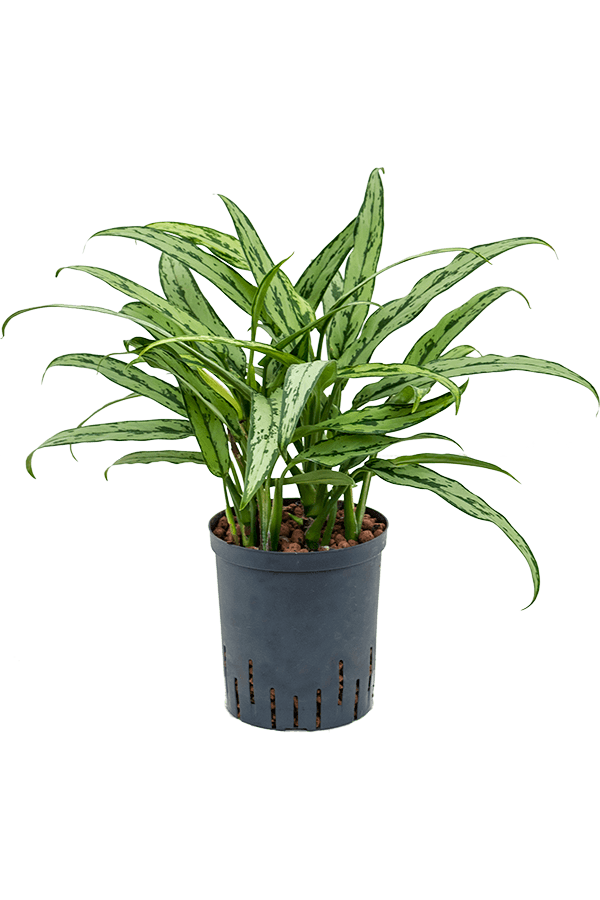 Wasserpflanze Aglaonema Cutlass